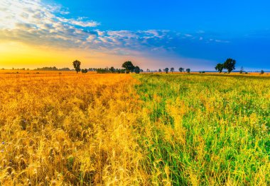 Çavdar alan erken sabahı. Tahıl alanları Polonya.