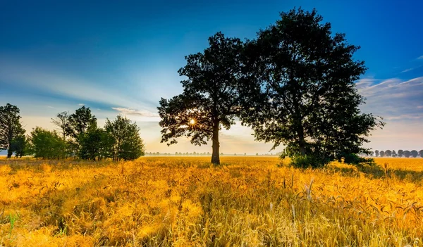 Temprano en el campo de centeno. Campos de cereales en Polonia . — Foto de Stock