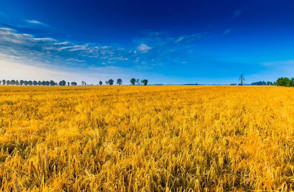 Vroege ochtend op rogge veld. Graan velden in Polen. — Stockfoto