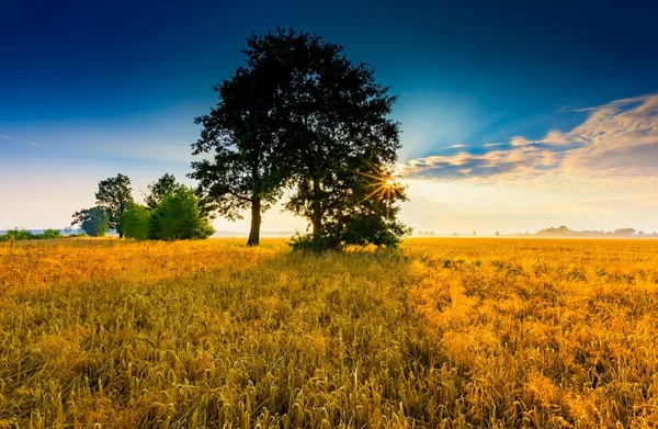 Am frühen Morgen auf dem Roggenfeld. Getreidefelder in Polen. — Stockfoto