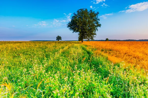 Paisaje matutino de verano en el campo de trigo sarraceno con malas hierbas —  Fotos de Stock