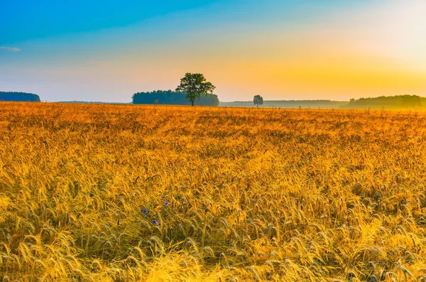 Vroege ochtend op rogge veld. Graan velden in Polen. — Stockfoto