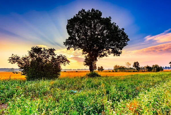 雑草とそば畑の夏の朝の風景 — ストック写真