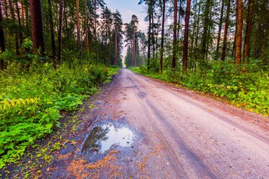 Güzel yaz yağmur sonra sisli orman
