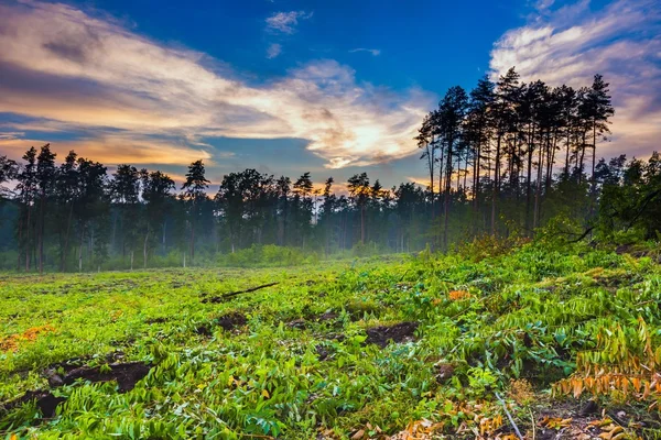 Krásné letní mlžného lesa po dešti — Stock fotografie