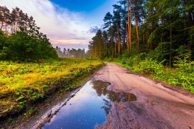 Güzel yaz yağmur sonra sisli orman