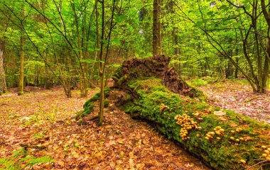 Yaz yeşil Avrupa vahşi ormanda.