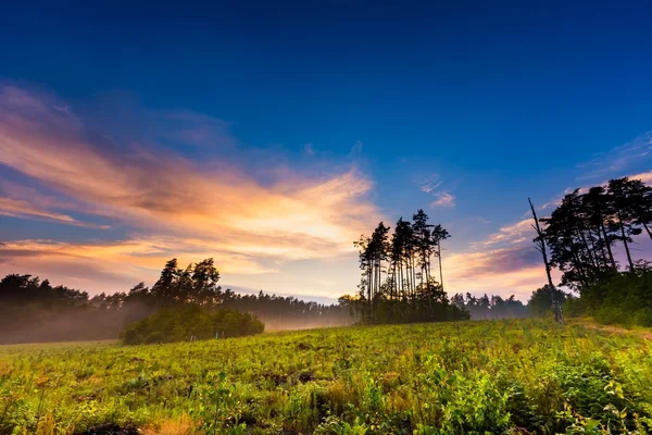 Hermoso bosque nublado de verano después de la lluvia —  Fotos de Stock