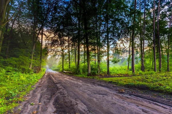 비 후 아름 다운 여름 안개 숲 — 스톡 사진