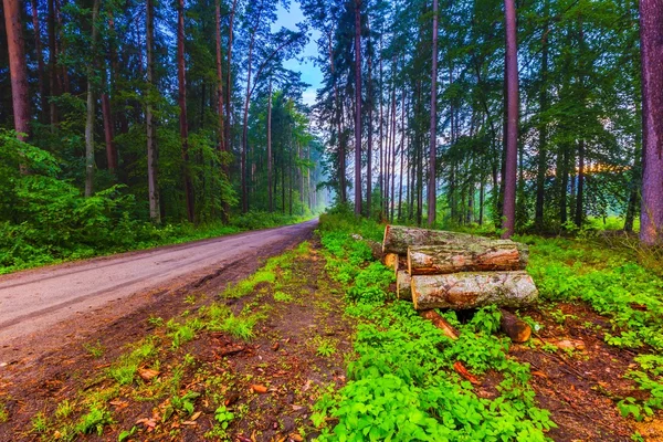 Прекрасний літній туманний ліс після дощу — стокове фото