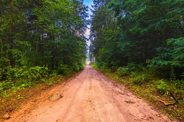 Прекрасний літній туманний ліс після дощу — стокове фото