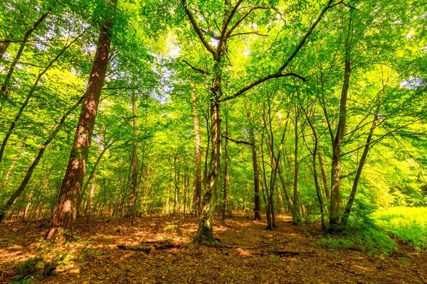 Bosco selvatico verde europeo in estate . — Foto Stock