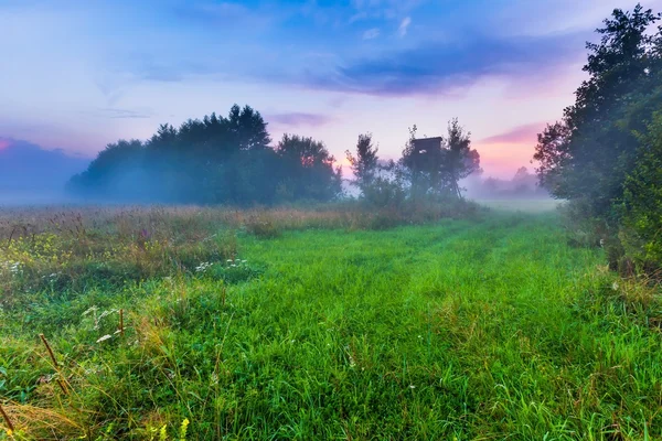 野生の霧の草原風景 — ストック写真