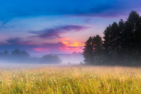 Wild foggy meadow landscape — Stock Photo, Image