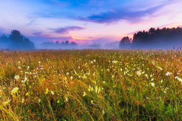 Selvaggio nebbioso prato paesaggio — Foto Stock