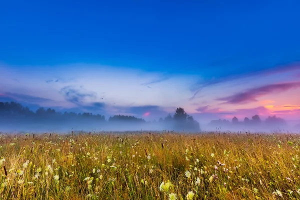 野生の霧の草原風景 — ストック写真