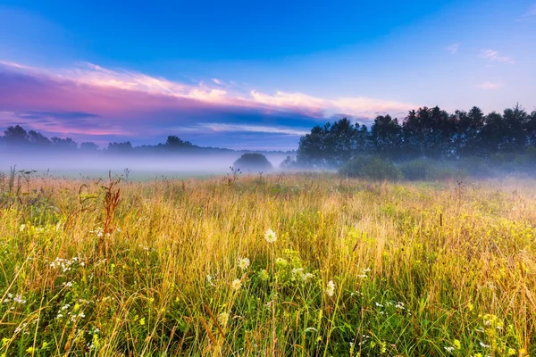 野生の霧の草原風景 — ストック写真