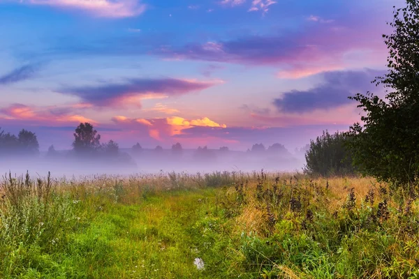 Wild foggy meadow landscape — Stock Photo, Image