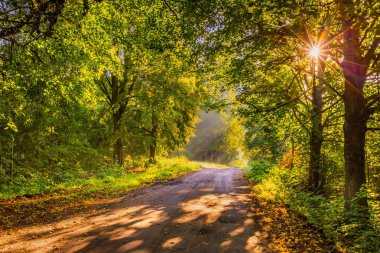 Sabah ışıkla aydınlatılmış güzel ağaçlar sokak