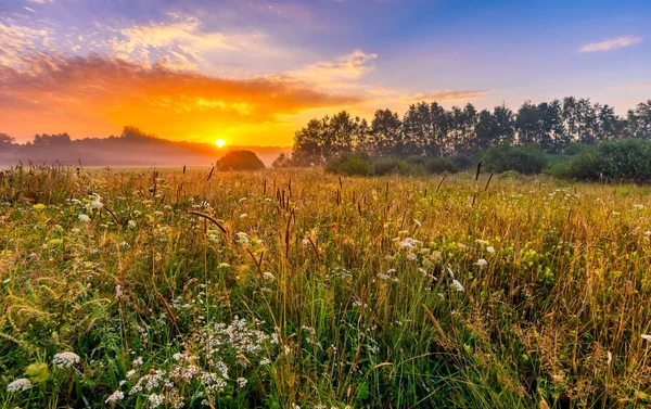 Pulzující krajina s zamlžené louky v Polsku — Stock fotografie