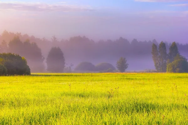 Beautiful morning foggy meadow landscape — Stock Photo, Image