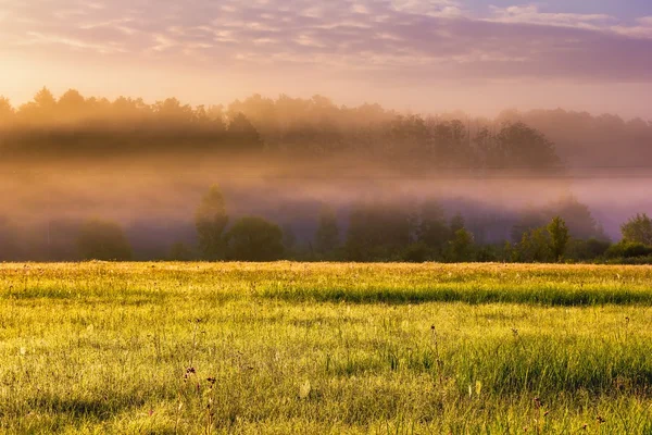 Beautiful morning foggy meadow landscape — Stock Photo, Image