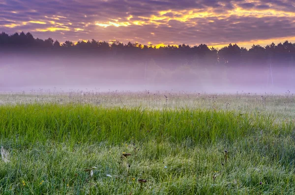 Hermosa mañana niebla pradera paisaje —  Fotos de Stock