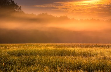 Polonya'da fotoğraflandı gizemli ve puslu çayır manzara