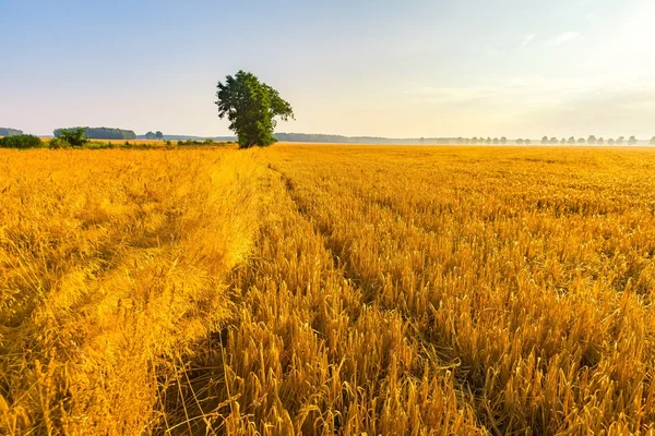 Vroeg in de ochtend op rogge veld. — Stockfoto