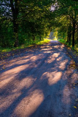 Sabah ışıkla aydınlatılmış güzel ağaçlar sokak.