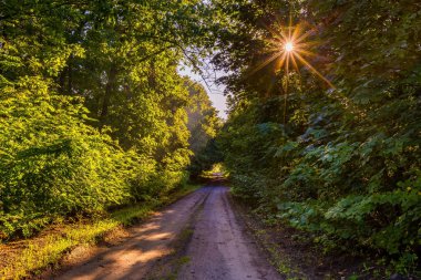 Sabah ışıkla aydınlatılmış güzel ağaçlar sokak.