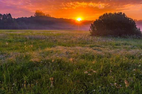 Sisli, büyülü meadow üzerinden canlı yaz gündoğumu