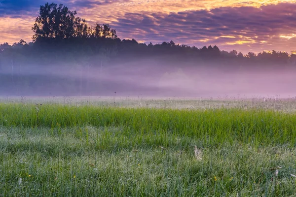 Local calmo e tranquilo com prado selvagem intocado ao nascer do sol — Fotografia de Stock