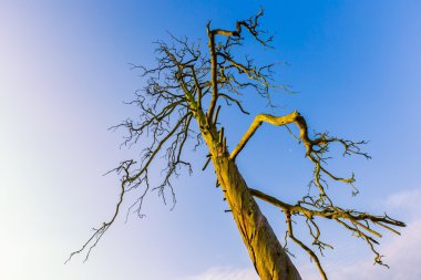Mavi gökyüzünün altında yüksek ölü ağaç
