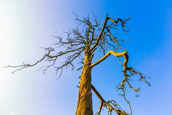 Wysokie drzewo martwe pod błękitne niebo — Zdjęcie stockowe