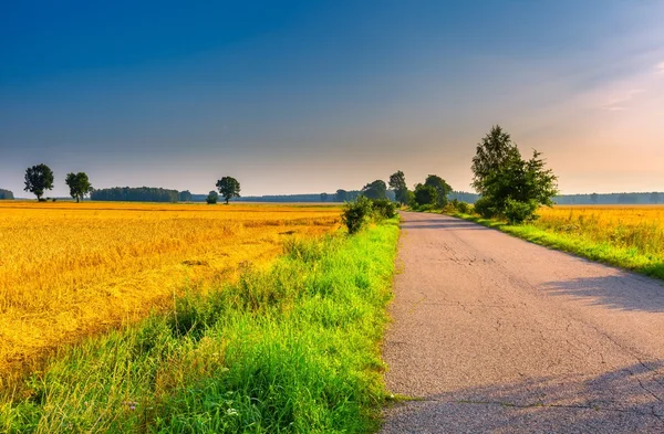 Summer landscape with asphalt road on fields — Stock Photo, Image