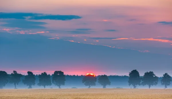 Zauberhafter Morgen auf polnischem Feld. — Stockfoto