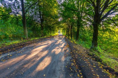 Sabah ışıkla aydınlatılmış güzel ağaçlar sokak