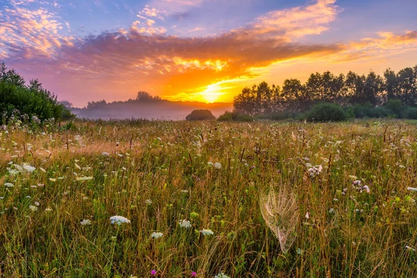 Alba su prato nebbioso mattina con ragnatele — Foto Stock