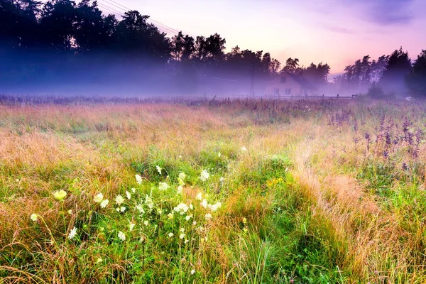 Bella mattina su prato nebbioso — Foto Stock