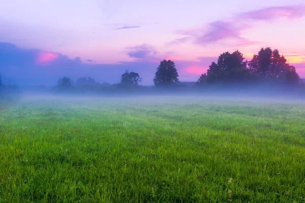 Hermosa mañana en el prado brumoso —  Fotos de Stock