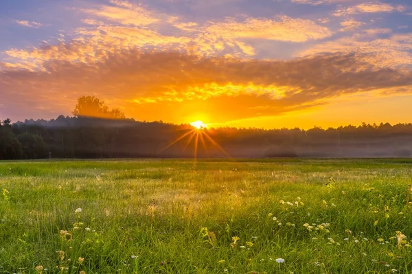 Bella mattina su prato nebbioso — Foto Stock