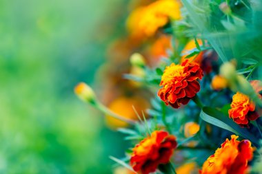 Güzel bahçe marigolds çiçeklenme