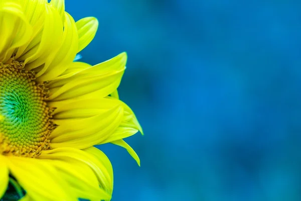 Macro of decorative sunflower — Stock Photo, Image