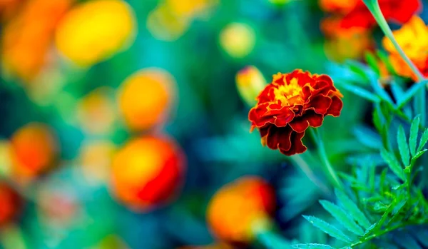 Hermosas caléndulas de jardín floreciendo — Foto de Stock