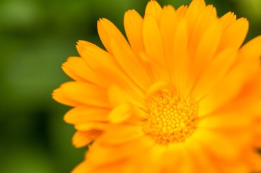 Güzel kadife çiçeği (Calendula) içinde yakın çekim