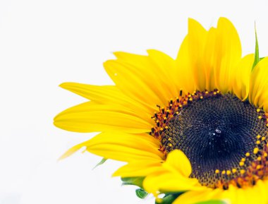 Dekoratif ayçiçeği makro