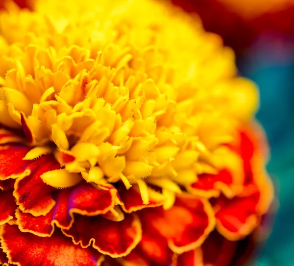 Macro of marigold flower — Stock Photo, Image