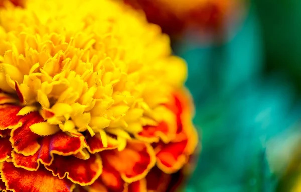 Macro of marigold flower — Stock Photo, Image