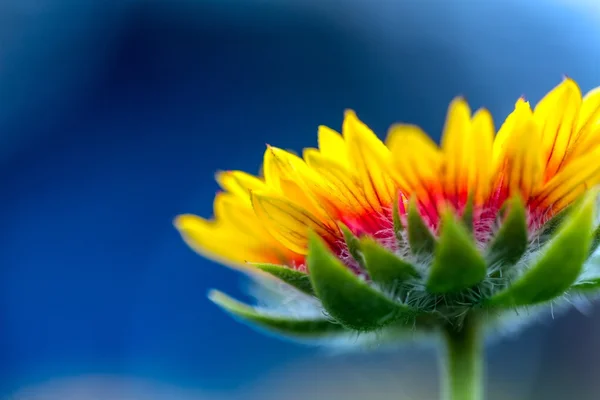 Rudbeckia i närbild. — Stockfoto